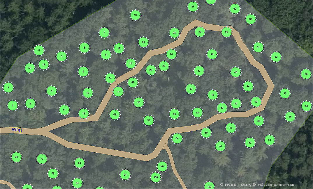 Bestattungswald Beispiel 1